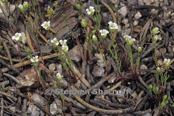 sabulina douglasii 2 graphic